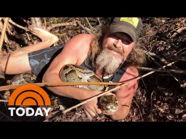 Python Hunts Aim To Stop Them From Overrunning Florida Everglades | TODAY