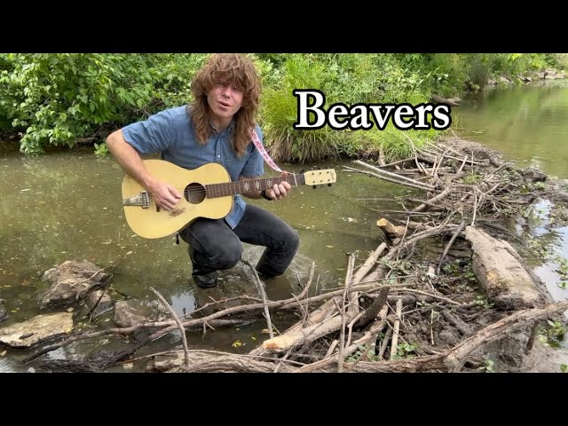 Beavers
