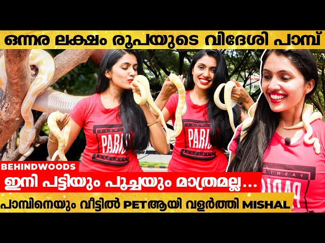 പാമ്പിനെ വീട്ടിൽ വളർത്താം 😱  MISHAL വീട്ടിൽ വളർത്തുന്ന African Albino Ball Pythons😳 | Must watch