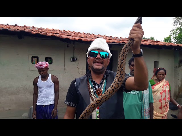 Russell's viper Highly Venomous Snake Rescue From village Snake Rescue Team Panchet Dam (N G O)