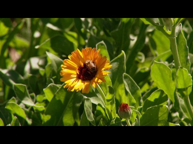Meet Boulder’s new environmental data collectors: the bees