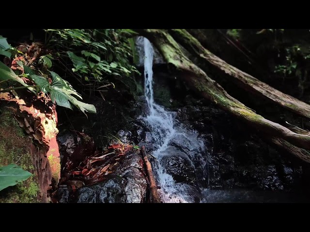 Relaxing Piano Music – Deep Sleeping, Meditation Healing and Gentle River Sounds for Inner Calm