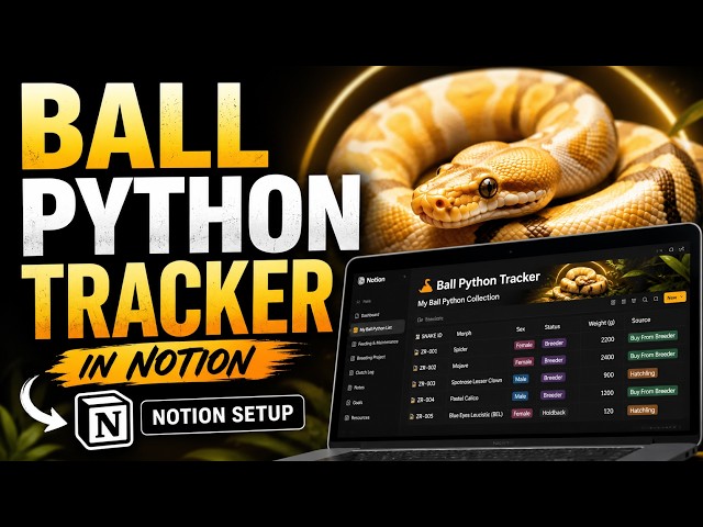 Cara zeet reptiles tracking koleksi semua Ball Python