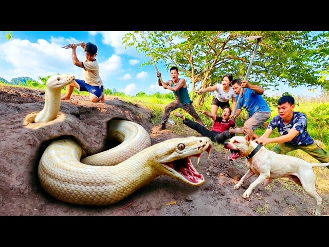 3 Brave Hunters Team Up with Pitbull to Dig Up and Capture a Giant Ferocious White Python.