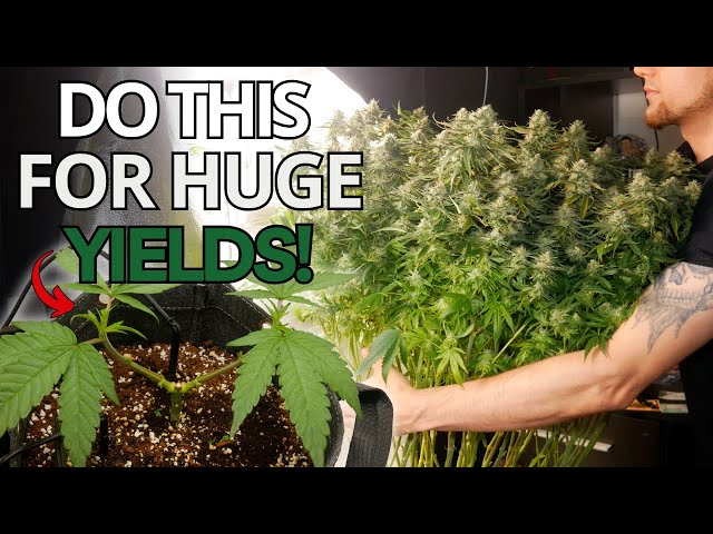 How to Mainline Cannabis Plants | A Step-by-Step Guide to Bigger Yields (Manifolding)