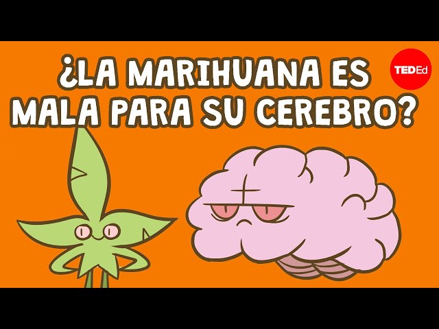¿La marihuana es mala para el cerebro? - Anees Bahji
