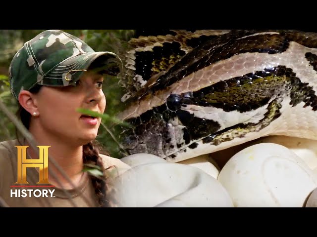 HUGE Pythons in their BACKYARD | Swamp People: Serpent Invasion (Season 3) | History