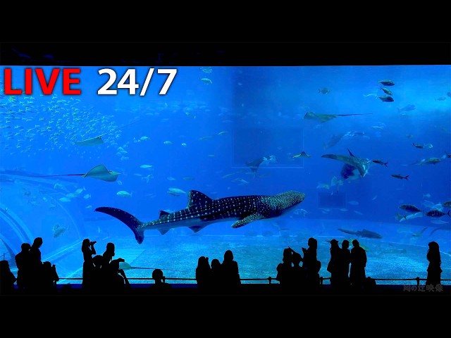 🔴24/7 Ocean Relax: Giant Tank Live Stream