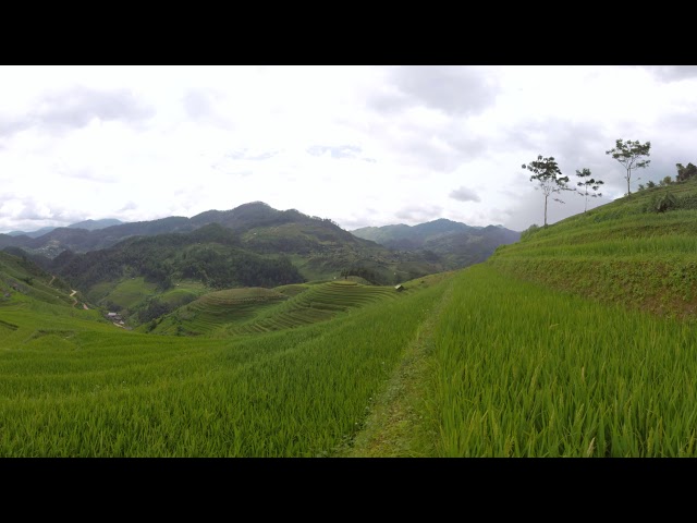 Peaceful terraced rice field with insects, bird chirpping and water stream
