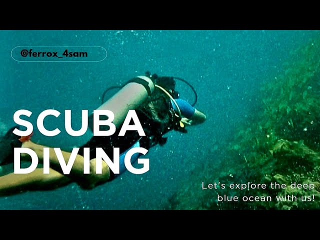 Silence Hits Different Underwater | btw I'm Finding Nemo 😎 #scubadiving 