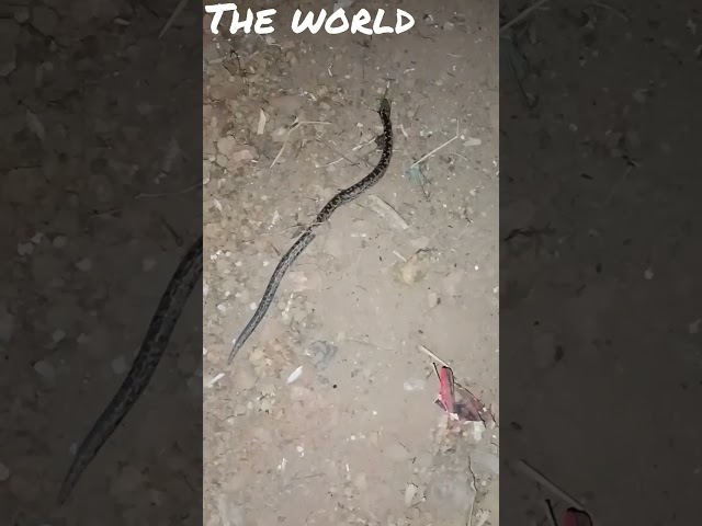 Small Lycodon capucinus Snake