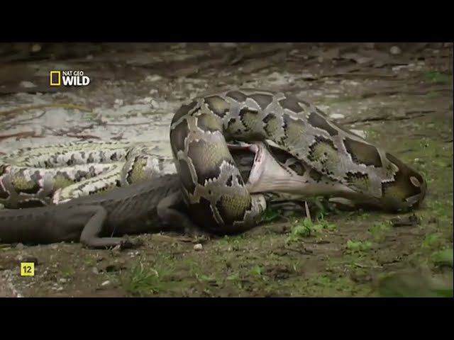 Serpientes ｜ Boas Constrictor ｜ Documental de Animales
