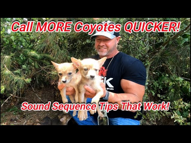 Call More Coyotes Quicker! Sound Sequence Tips That Work! All About Coyotes and Coyote Hunting!