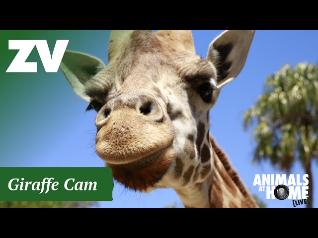 Giraffe Cam