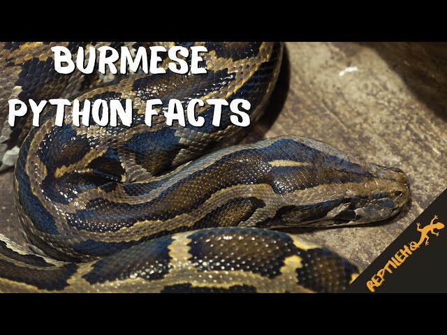 These Burmese Python Facts will Surprise You!