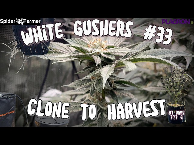 White Gushers #33 Clone to Harvest: DWC vs. Self-Watering, Organic & Mineral, Topping, LST, SF G4500