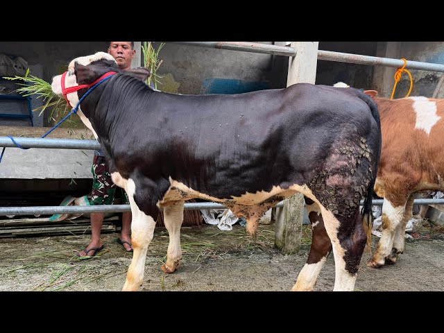Super Belgian Blue calves ready July 5, 2026