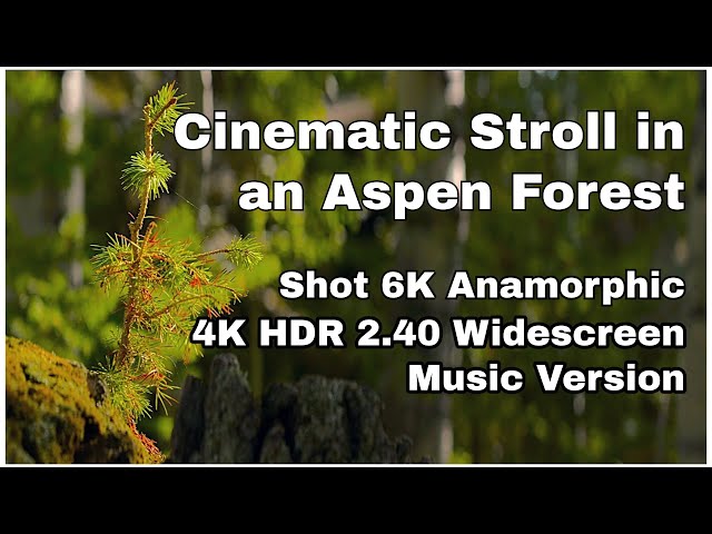 Summer Aspen Forest POV Stroll with Music | Shot 6K Anamorphic | 4K HDR | 2.40 AR WIDESCREEN