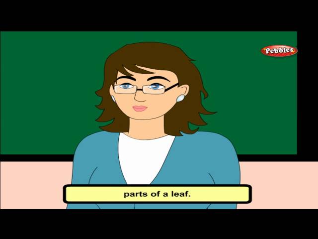 Cbse 4th CBSE SCIENCE | The Green Plants | NCERT | CBSE Syllabus | Animated Video