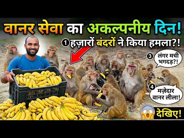 Monkeys Very Very Funny Banana Party🤣🤣🐒 Feeding Monkeys
