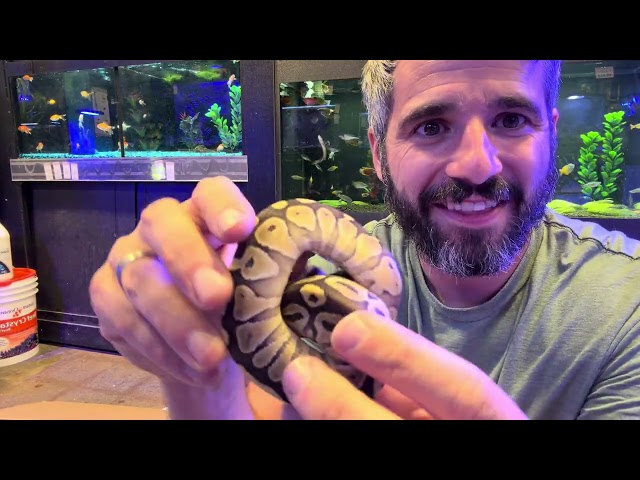 Unboxing Ball Pythons at Petland Norwin!