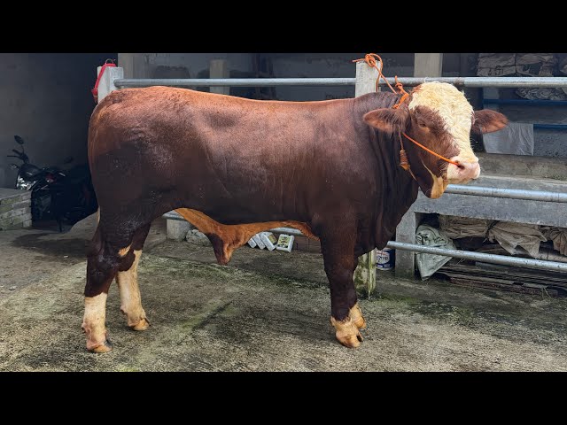 Super potential candidate for 1 ton ready July 3, 2026