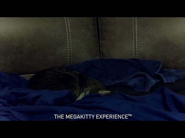 Field of Heroes online multiplayer soccer brawler development!