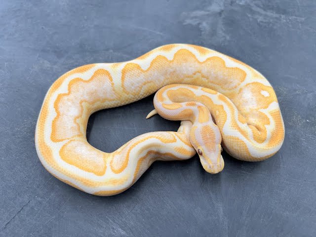Royal Constrictor Designs' Top 12 Ball Pythons from 2022- Part 1