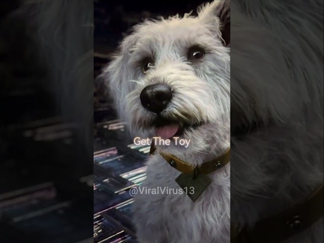 KRYPTO BEST MOMENTS Compilation | Superman Movie 2025