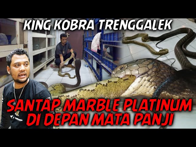 A PYTHON WORTH 50 MILLION FELT A KING COBRA FROM TRENGGALEK!! PANJI'S FRIENDS RESIGNED TO SEE IT.