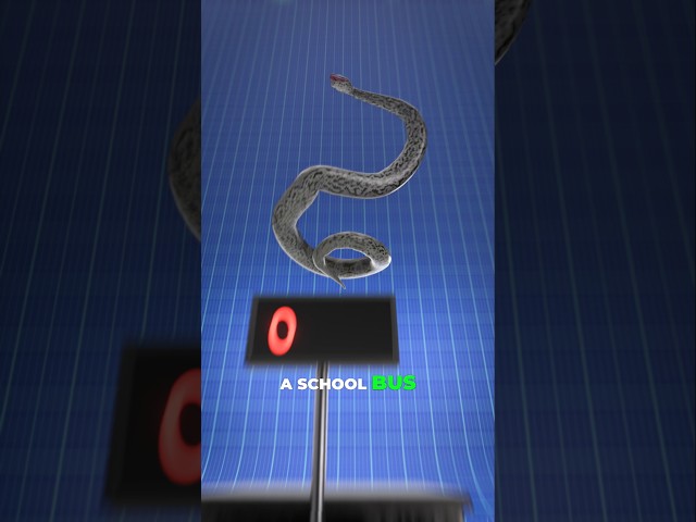 The Largest Snake Of All TIME - TITANOBOA🐍🤯