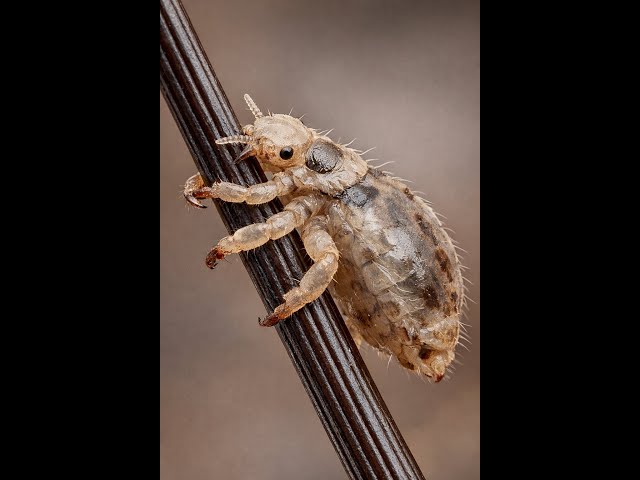 I had this parasite on my finger and let it drink my blood