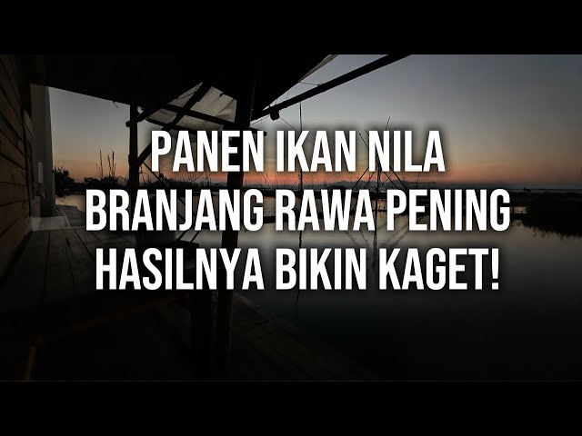 Panen Ikan Nila di Branjang Rawa Pening, Hasilnya Bikin Kaget!