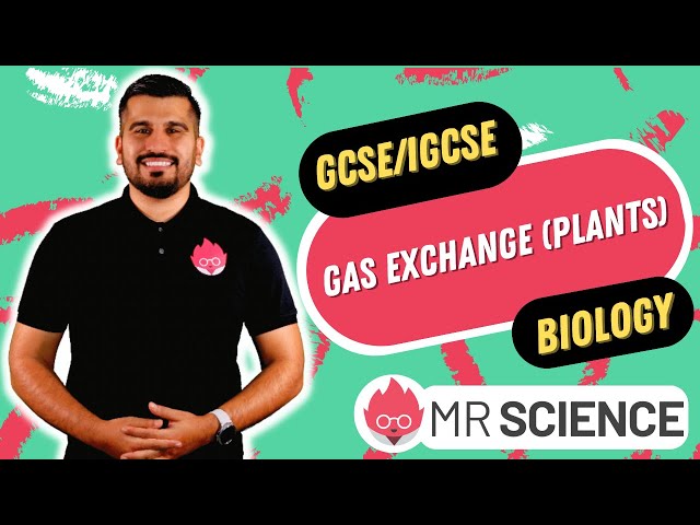 Gas Exchange in Plants | IGCSE Biology | GCSE Biology in 4K | Mr Science