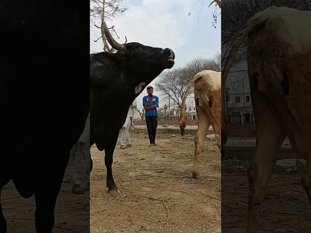 Cow Bull mating 🍆💋 #cow #animals #buffalobull #farming #murrahbuffaloguturandhraoradesh