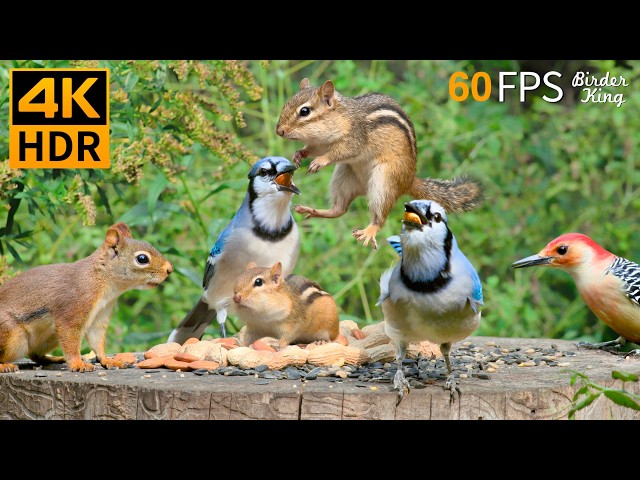 Cat TV 😻🐦 Super Cute Birds, Chipmunks & Squirrels for Cats 🐿 4K HDR