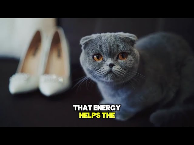 What Happens to a Cat When It Stops Eating? 🐱 | The Hidden Danger Every Cat Owner Should Know
