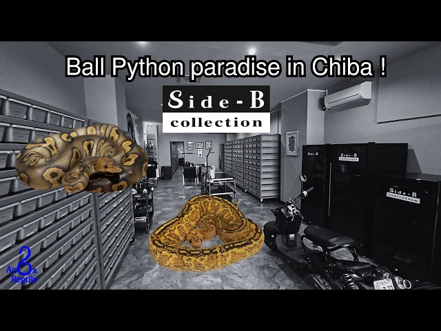TOP 5 BALL PYTHON AT  @Side-BCollection