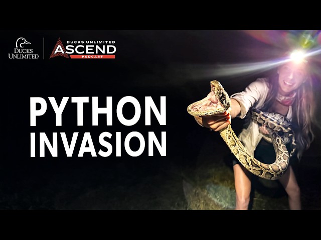 Why Is Florida Hunting Burmese Pythons?