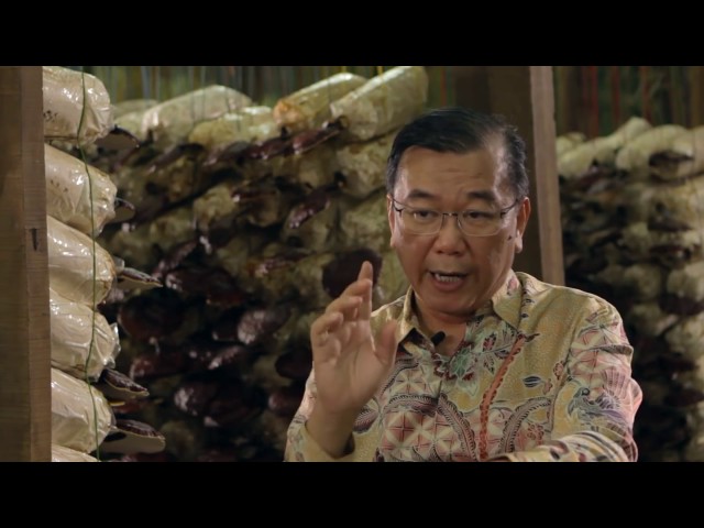 Why DXN Ganoderma and Spirulina