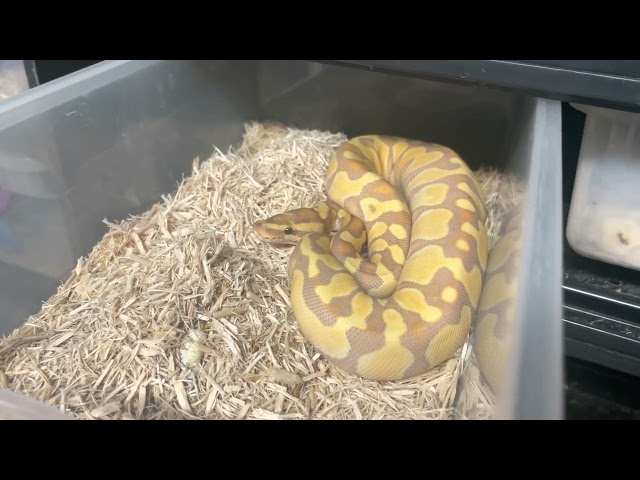 BCS 4th Grade Ball Python Eggs 2022