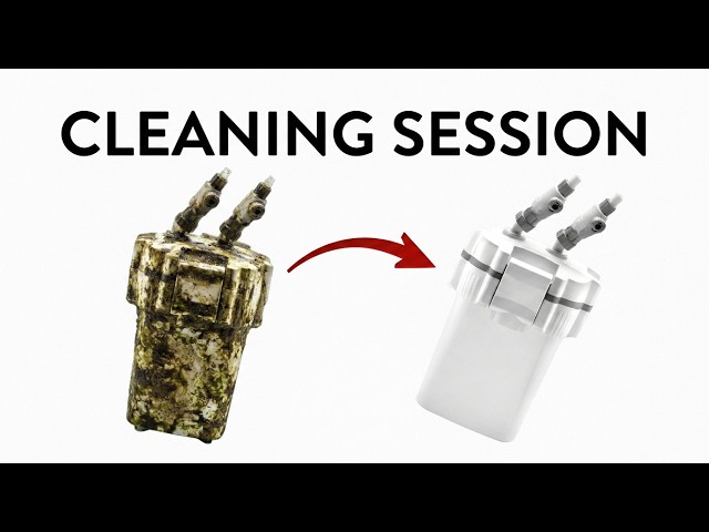 Platicando y lavando: Nature Aquarium Canister Cleaning Session.