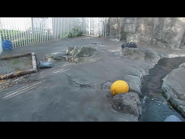 Alaska Zoo Polar Bear Habitat