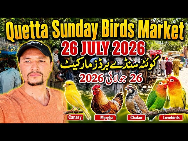 Quetta Sunday Birds Market 2026 | Canary, Lovebirds, Chakor & Murgha | Bird Market Quetta | 26/7/26