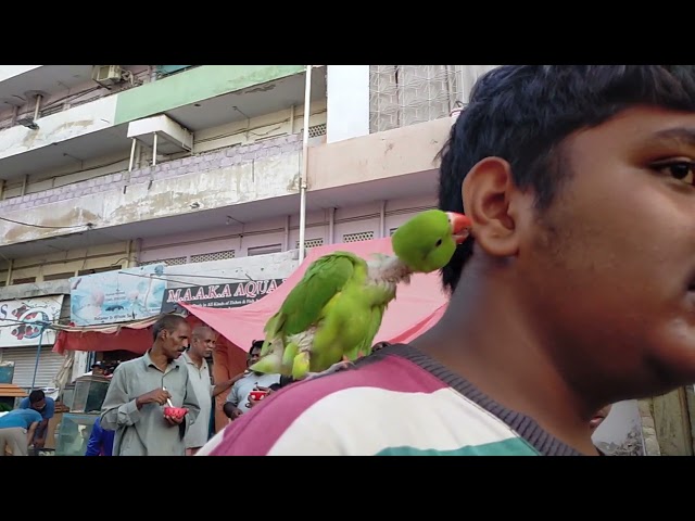 Parrot free stock video Free for use & downloud