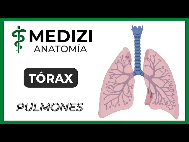 Anatomy of the Thorax - Lungs