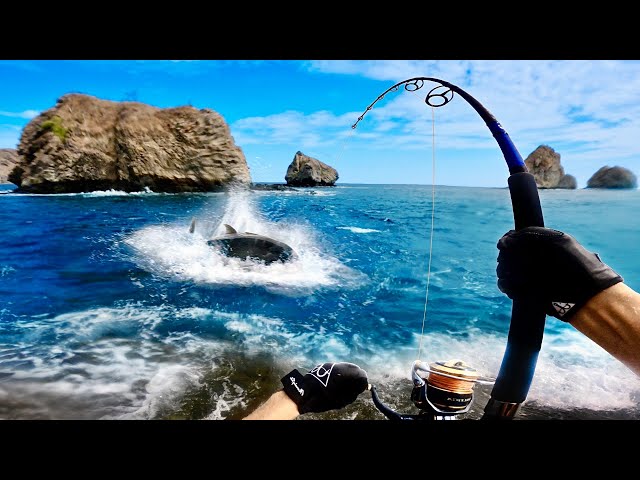 The Strongest Fish You Can Catch from the Rocks!