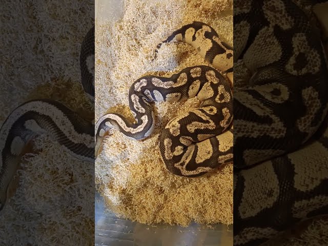 Fresh Setup for My Firefly Ball Python 🐍✨ | Clean Enclosure & Happy Snake!