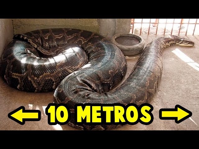 TOP: The 5 Biggest Snakes in the World