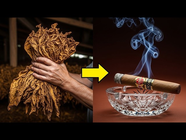 Inside the Cuban Cigar Factory – How Tobacco Leaves Are Hand-Rolled into Luxury Smokes